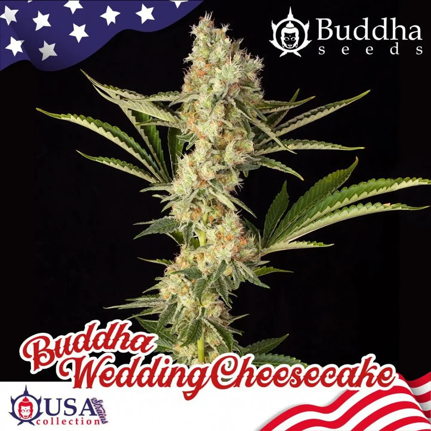Wedding Cheesecake Fem -Buddha Seeds (X3+1) 1