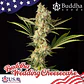 Wedding Cheesecake Fem -Buddha Seeds (X3+1) - Miniatura 1