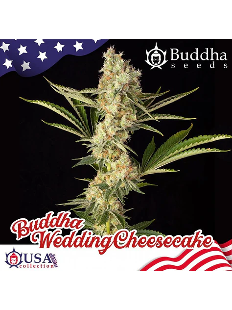 Buddha Wedding Cheesecake X3 1