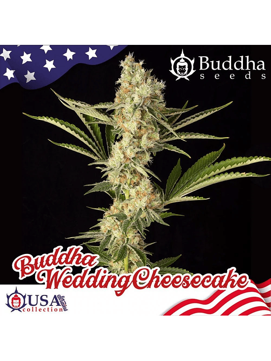 BUDDHA WEDDING CHEESECAKE X3 1