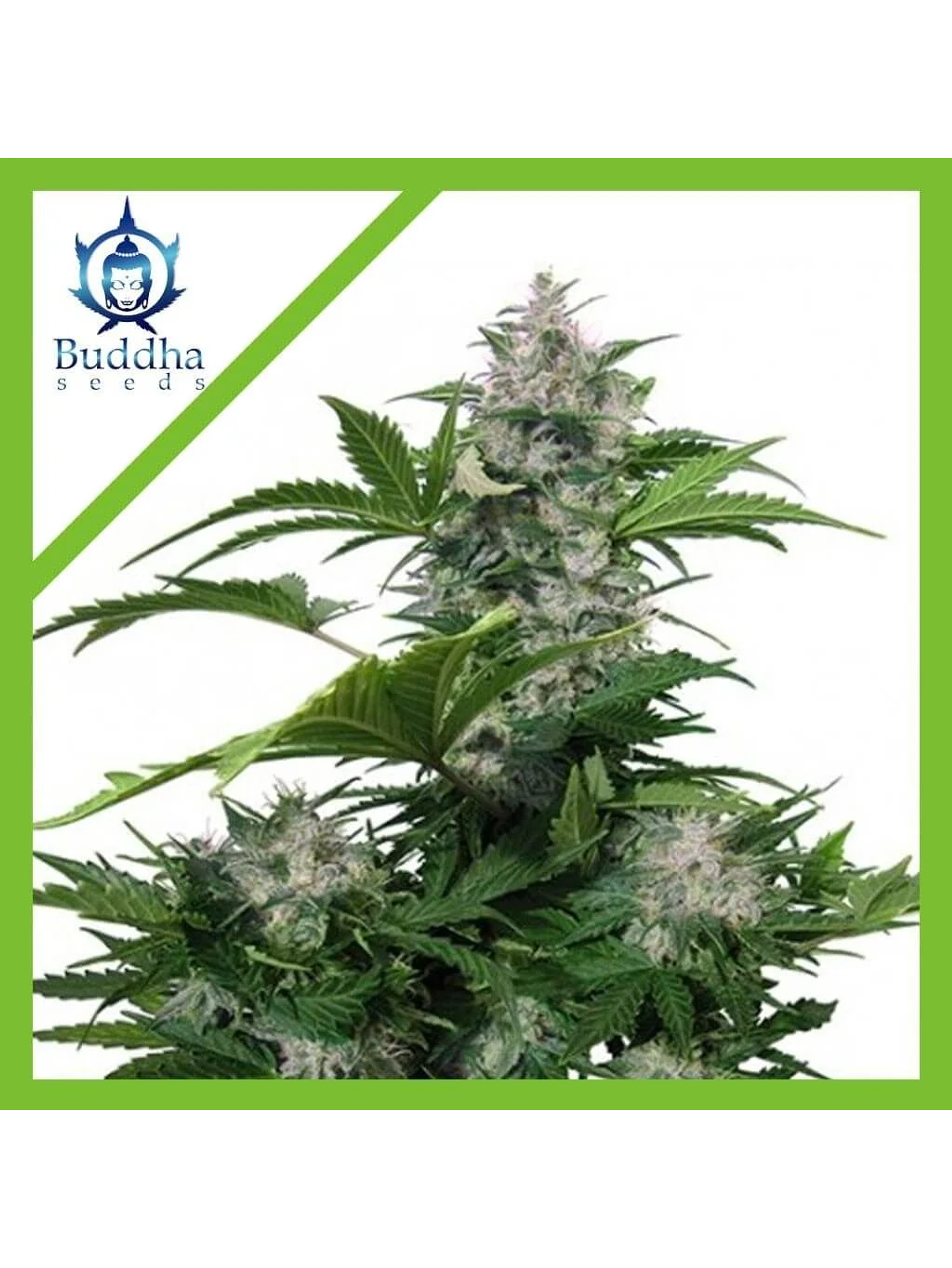 White Dwarf Auto X3+1-Buddha Seeds 1