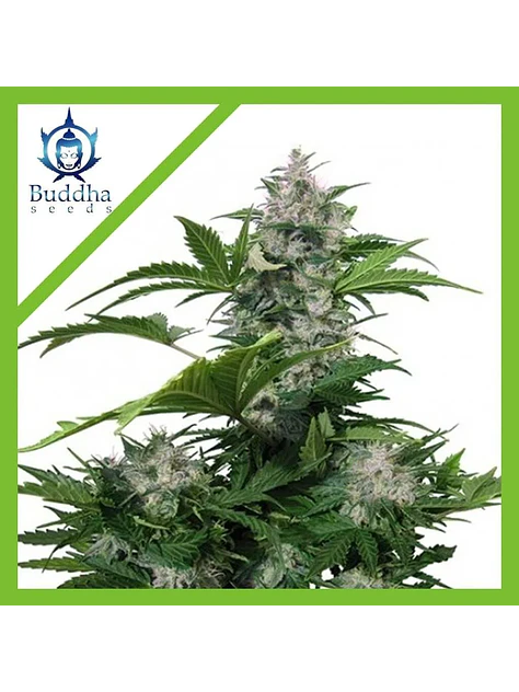 White Dwarf Auto -Buddha Seeds (X3+1/X3) 1
