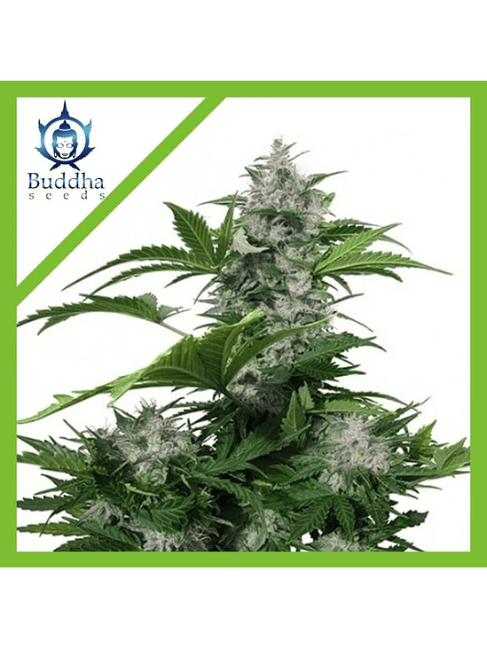 WHITE DWARF AUTO X3+1-BUDDHA SEEDS 1