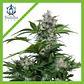 White Dwarf Auto -Buddha Seeds (X3+1/X3) - Miniatura 1