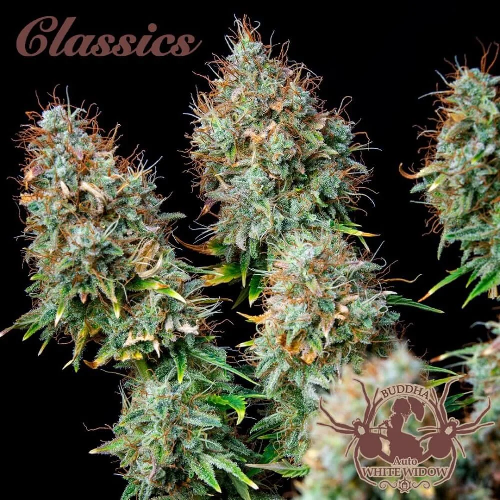 White Widow Auto X3-Buddha Seeds 1