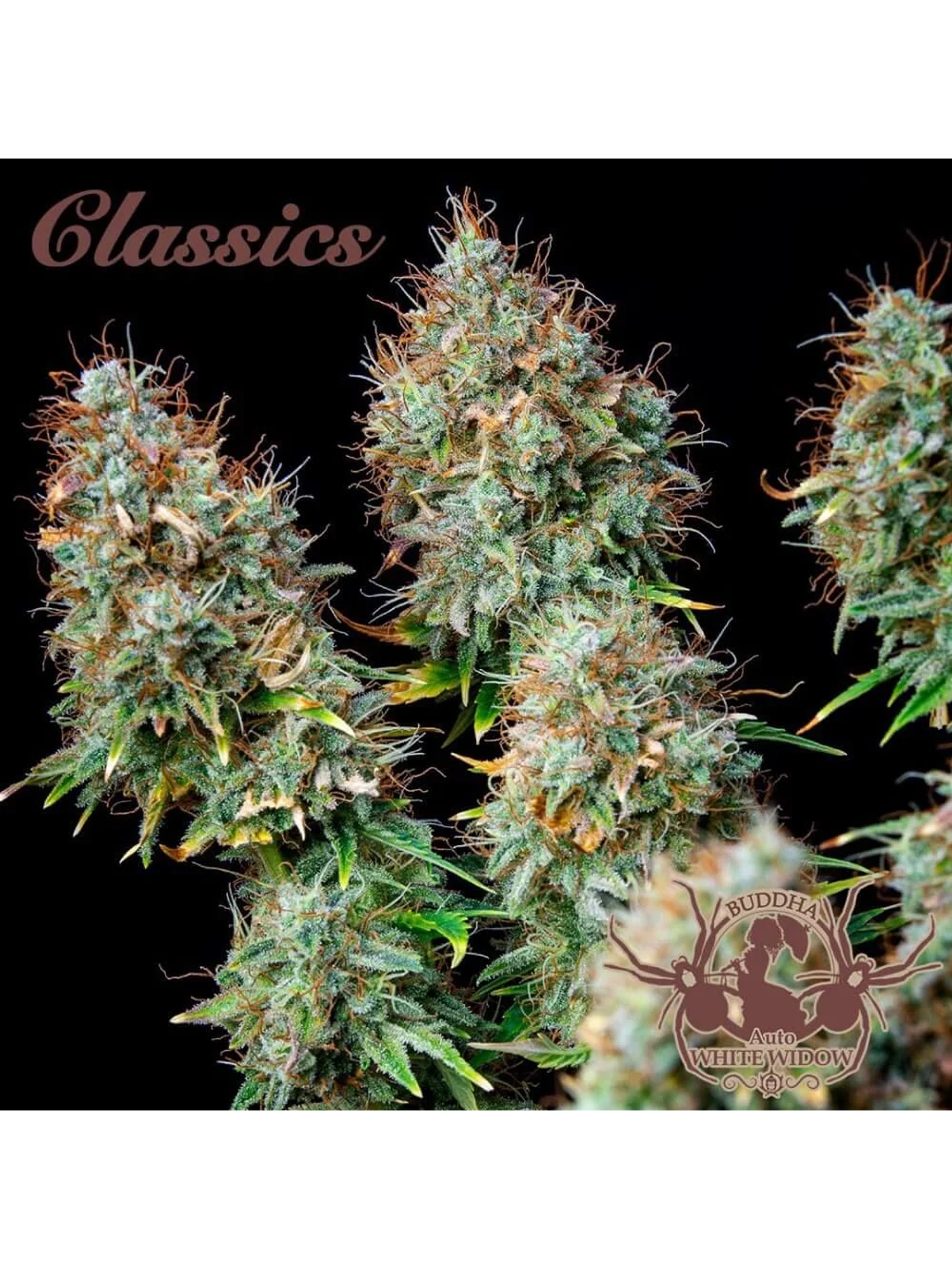 White Widow Auto X3-Buddha Seeds 1