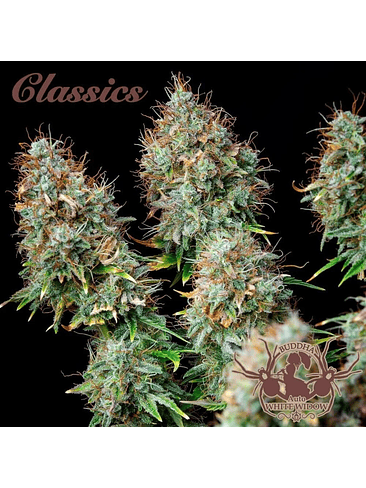 WHITE WIDOW AUTO X3-BUDDHA SEEDS 1