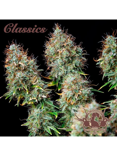 White Widow Auto X3-Buddha Seeds 1