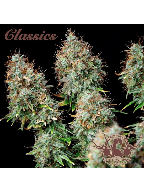 WHITE WIDOW AUTO X3-BUDDHA SEEDS 1