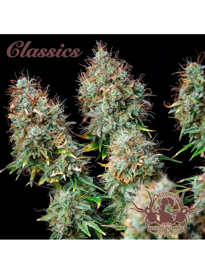 White Widow Auto X3-Buddha Seeds 1