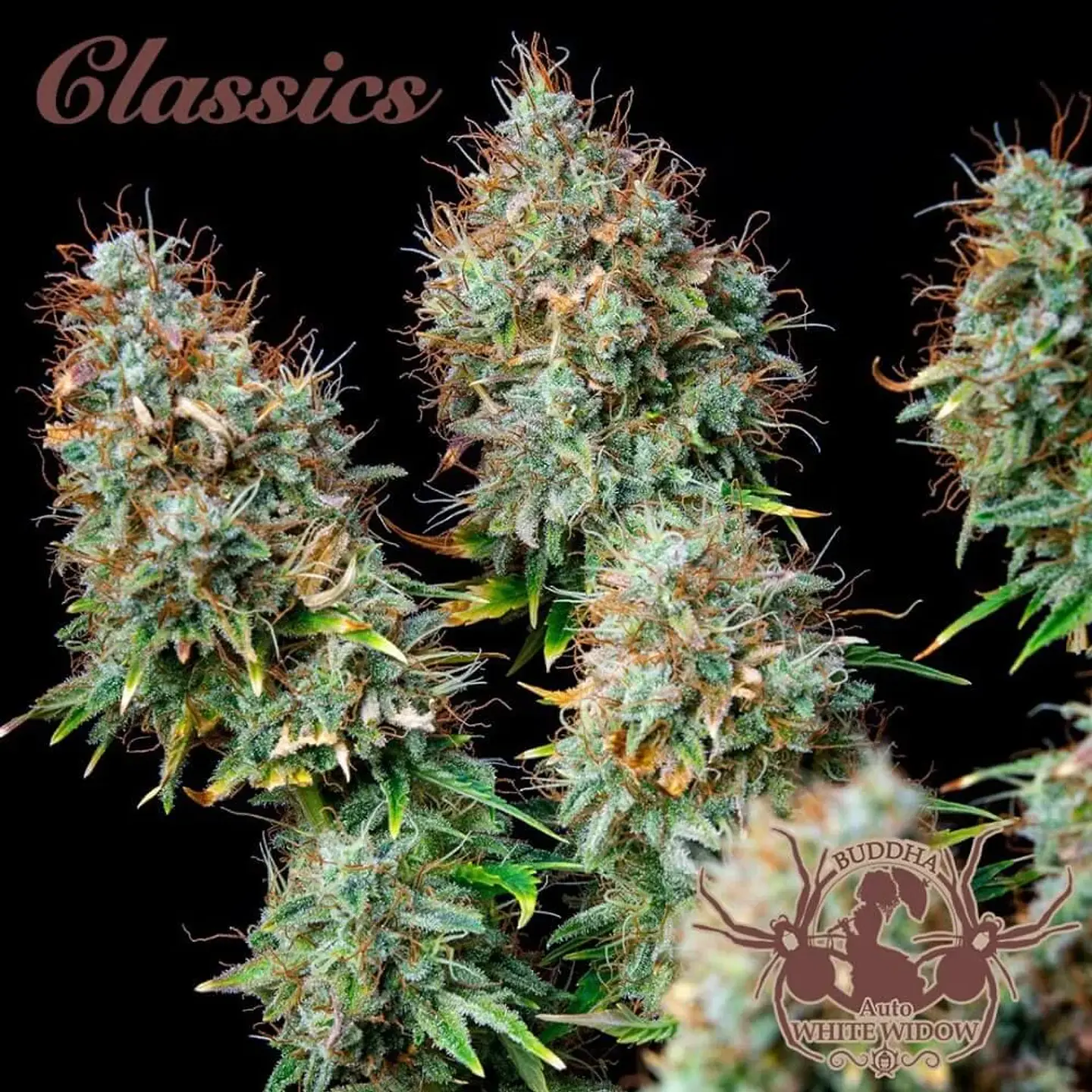 White Widow Auto X3-Buddha Seeds 1