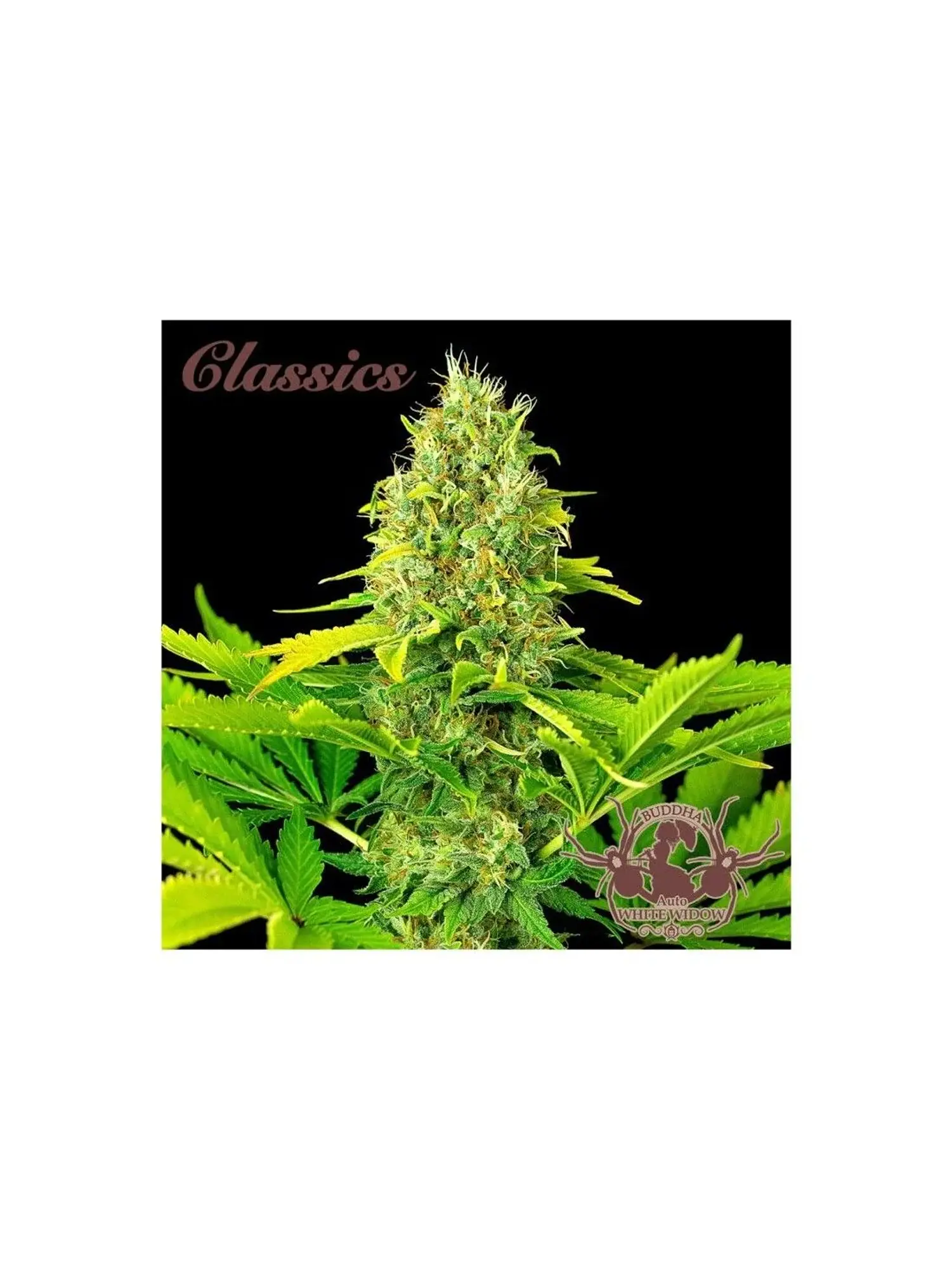 White Widow Classics Auto X3+1-Buddha Seeds 1