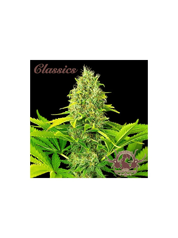 WHITE WIDOW CLASSICS AUTO X3+1-BUDDHA SEEDS 1