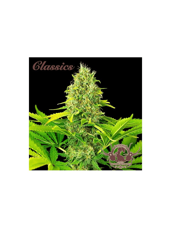 WHITE WIDOW CLASSICS AUTO X3+1-BUDDHA SEEDS 1