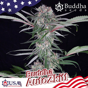 ZKITT AUTO X3+1-BUDDHA SEEDS