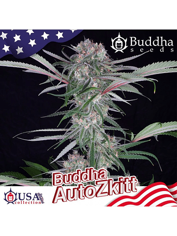 ZKITT AUTO X3+1-BUDDHA SEEDS 2