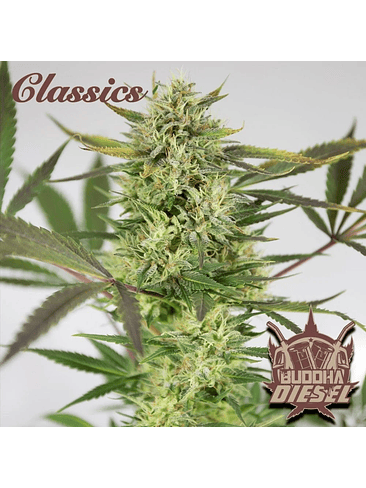 DIESEL AUTO X3+1 - BUDDHA SEEDS 1