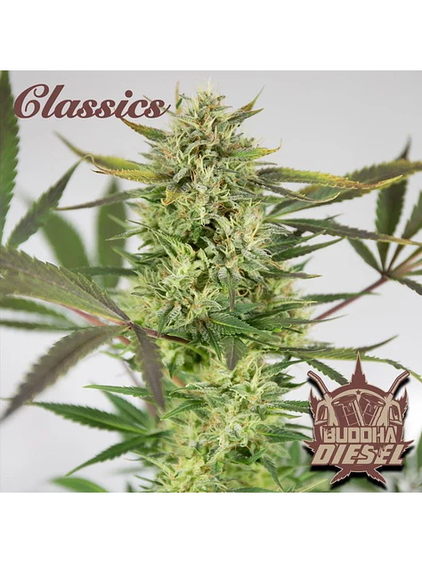 Diesel Auto X3+1 - Buddha Seeds 1