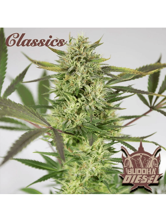 DIESEL AUTO X3+1 - BUDDHA SEEDS 1