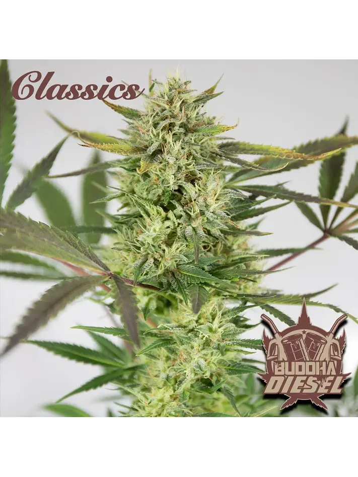 Diesel Auto X3+1 - Buddha Seeds 1