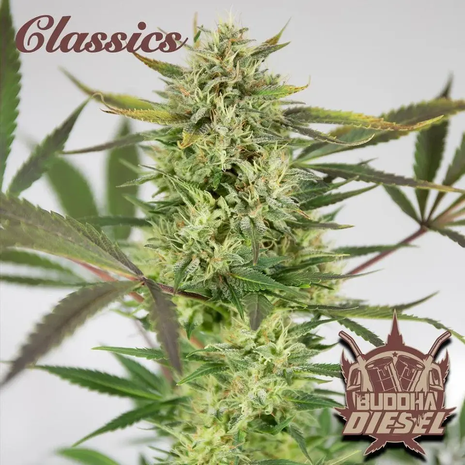Buddha Diesel Auto X3 1