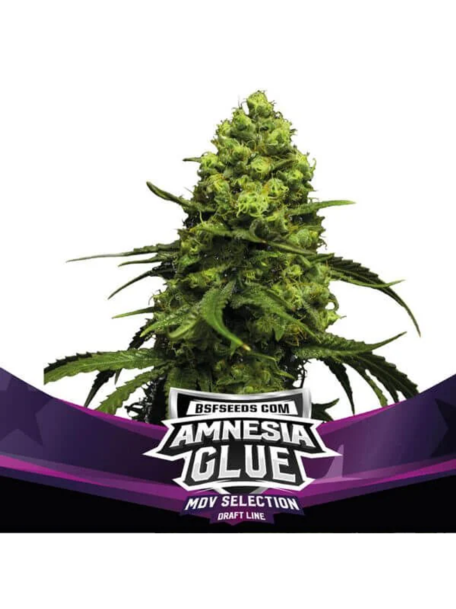 Amnesia Glue Fem X2-Bsf 1