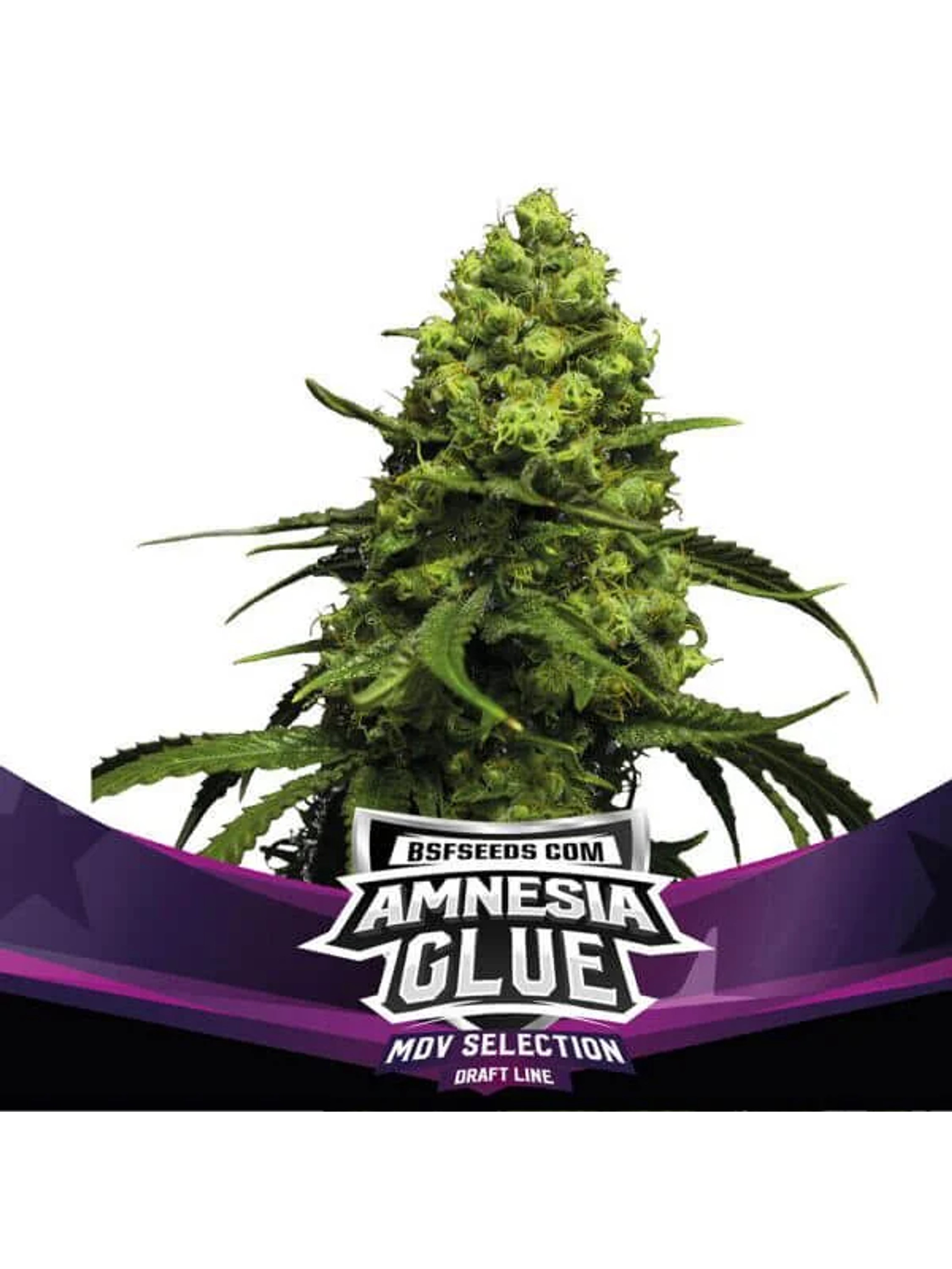 Amnesia Glue Fem X2-Bsf 1