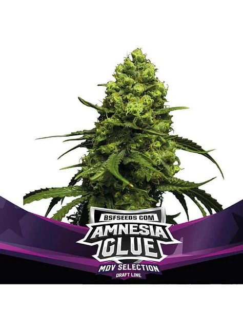 Amnesia Glue Fem X2-Bsf 1