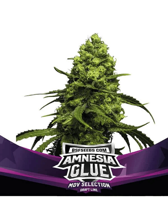 AMNESIA GLUE FEM X2-BSF 1