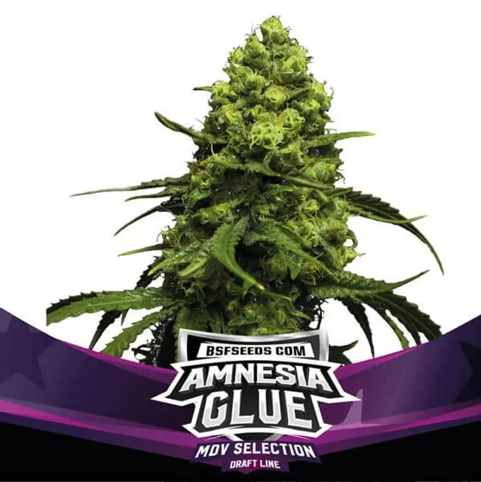 Amnesia Glue Fem X2-Bsf 1