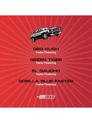 FASTER AND FURIOUS FASTER MIX FEM X12-BSF 3