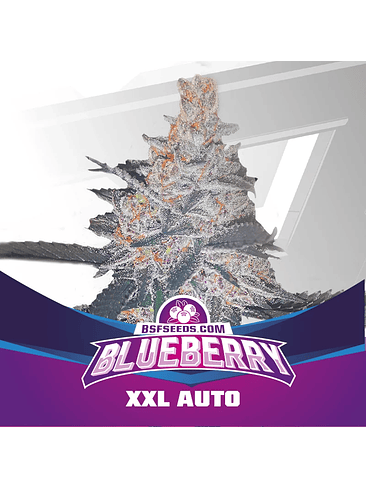 BLUE BERRY AUTO  X2-BSF 1