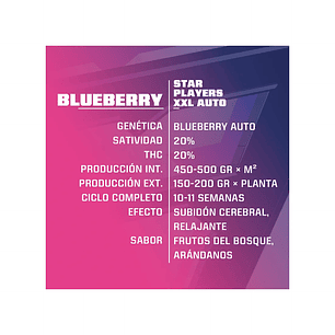 BLUE BERRY  AUTO  X4 -BSF