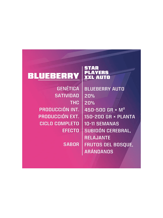 BLUE BERRY  AUTO  X4 -BSF 2