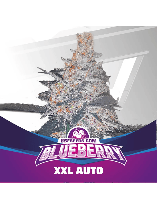 BLUE BERRY AUTO  X12-BSF 1