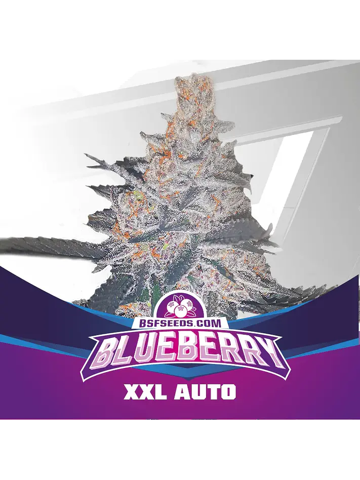 Blue Berry Auto -Bsf (X12/X7/X4/X2) 1