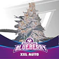 Blue Berry Auto -Bsf (X12/X7/X4/X2) - Miniatura 1