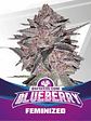 Blue Berry Fem X2-Bsf - Miniatura 1