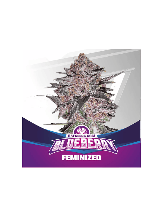 BLUE BERRY  FEM X4-BSF 1