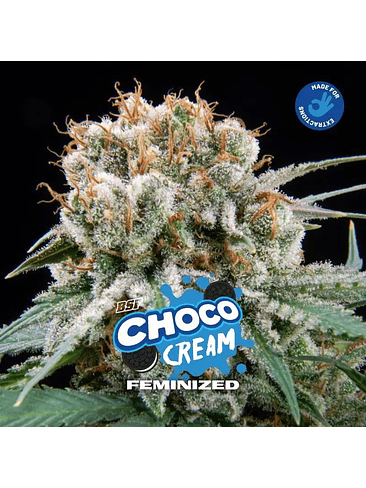 CHOCO CREAM FEM X4-BSF 1