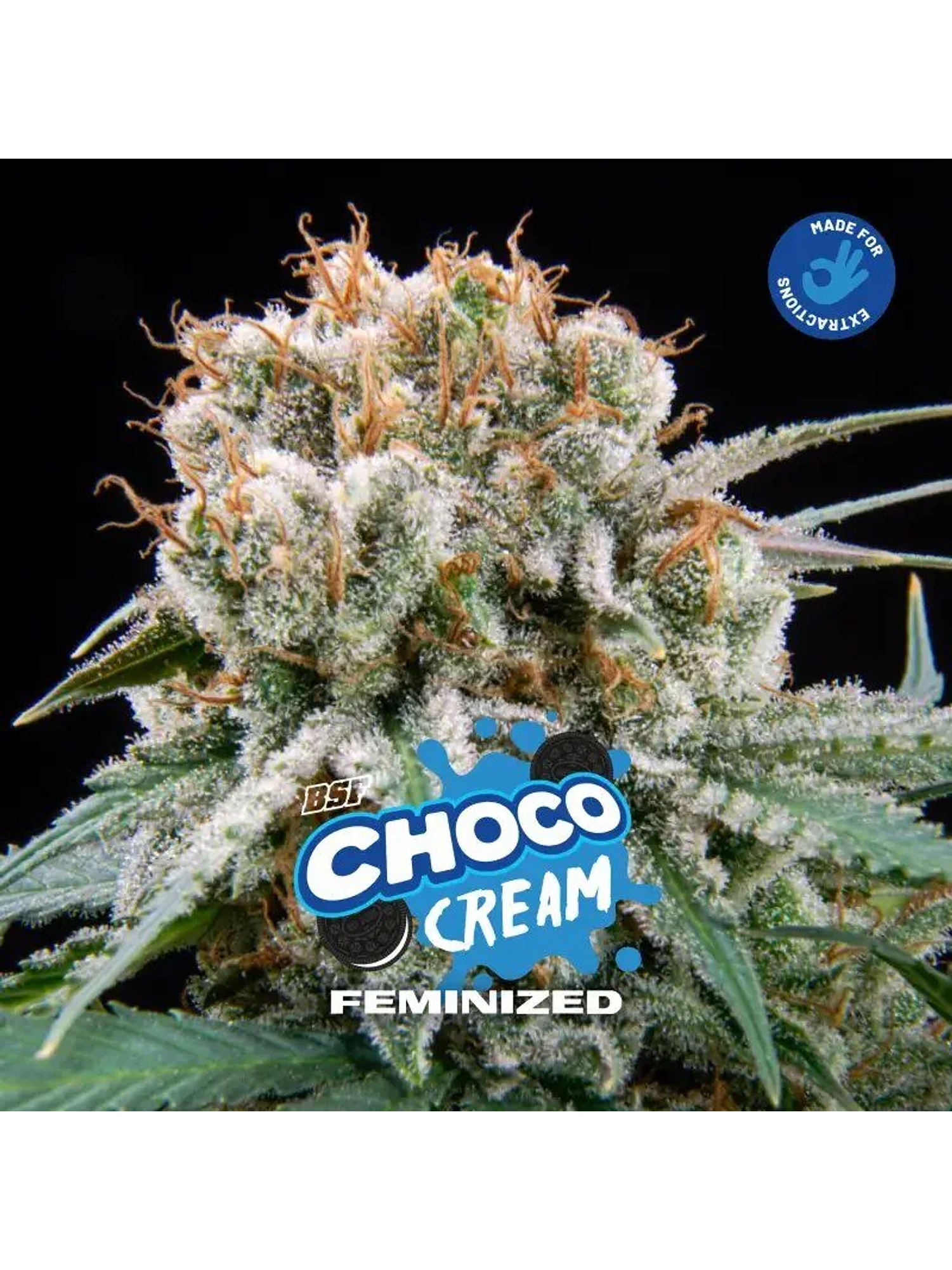 Choco Cream Fem -Bsf (X7/X4/X2) 1