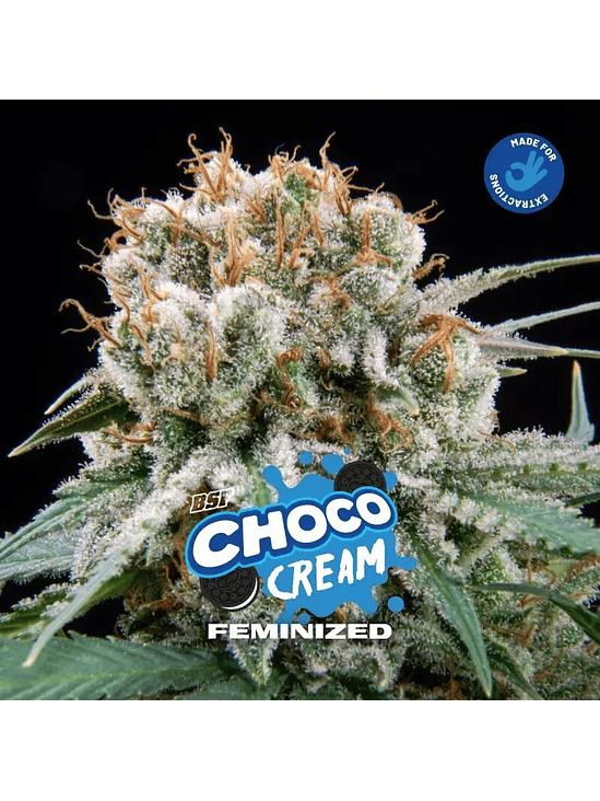 CHOCO CREAM FEM X7-BSF 1