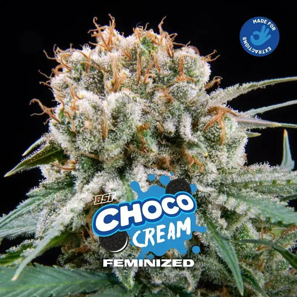 Choco Cream Fem (X2 / X4 / X7 / X12) -BSF 1