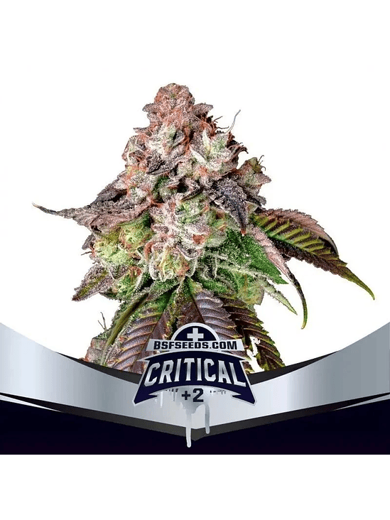 CRITICAL +2 FEM X2-BSF 1