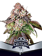 Critical +2 Fem X2-Bsf - Miniatura 1