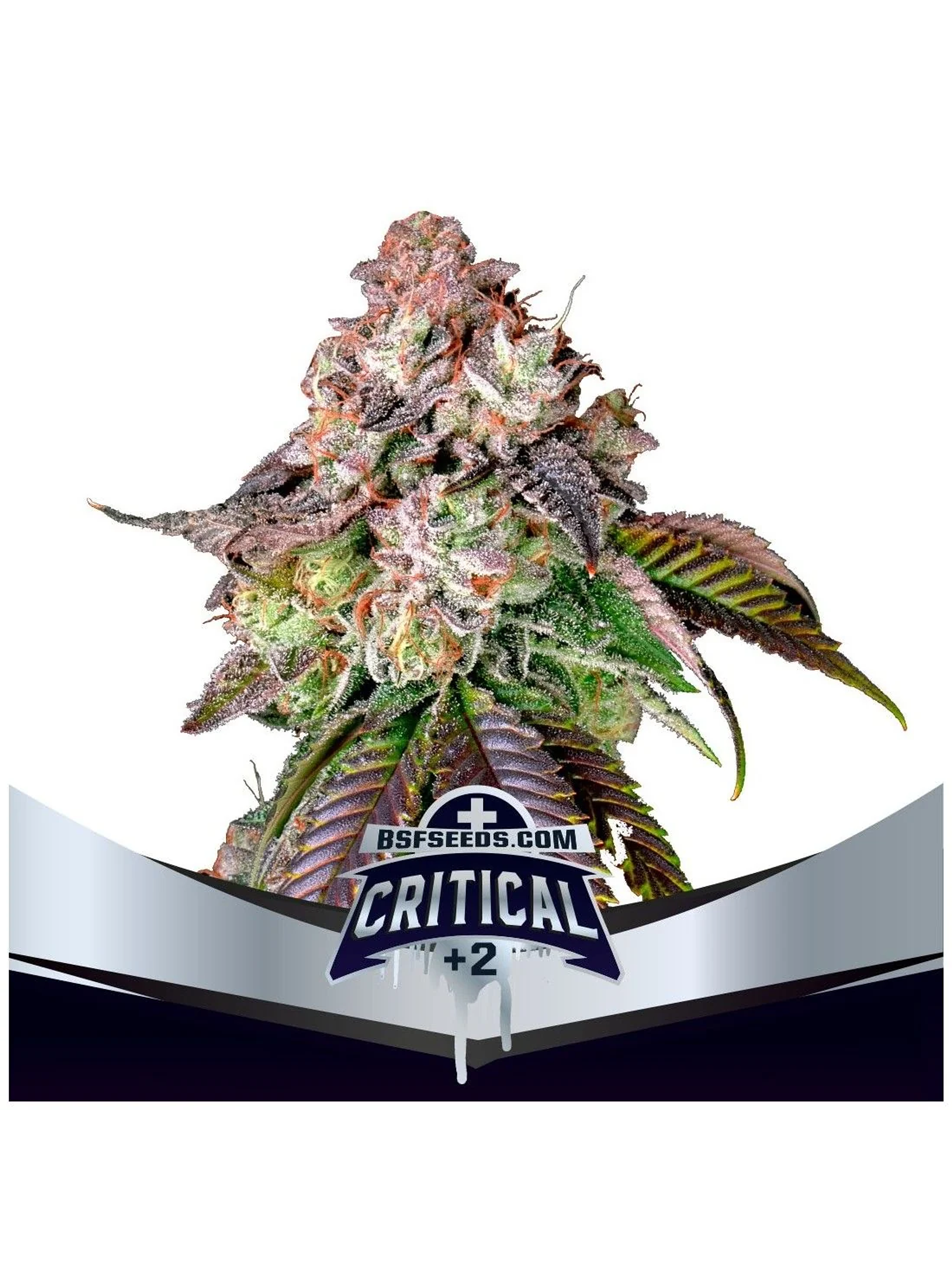 Critical +2 Fem -Bsf (X4/X2) 1