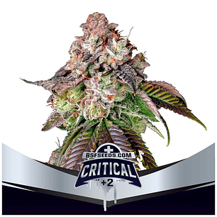 CRITICAL +2 FEM  X4 -BSF