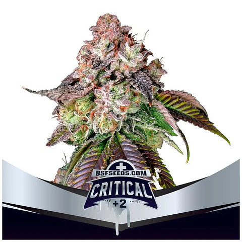 Critical +2 Fem -Bsf (X4/X2)