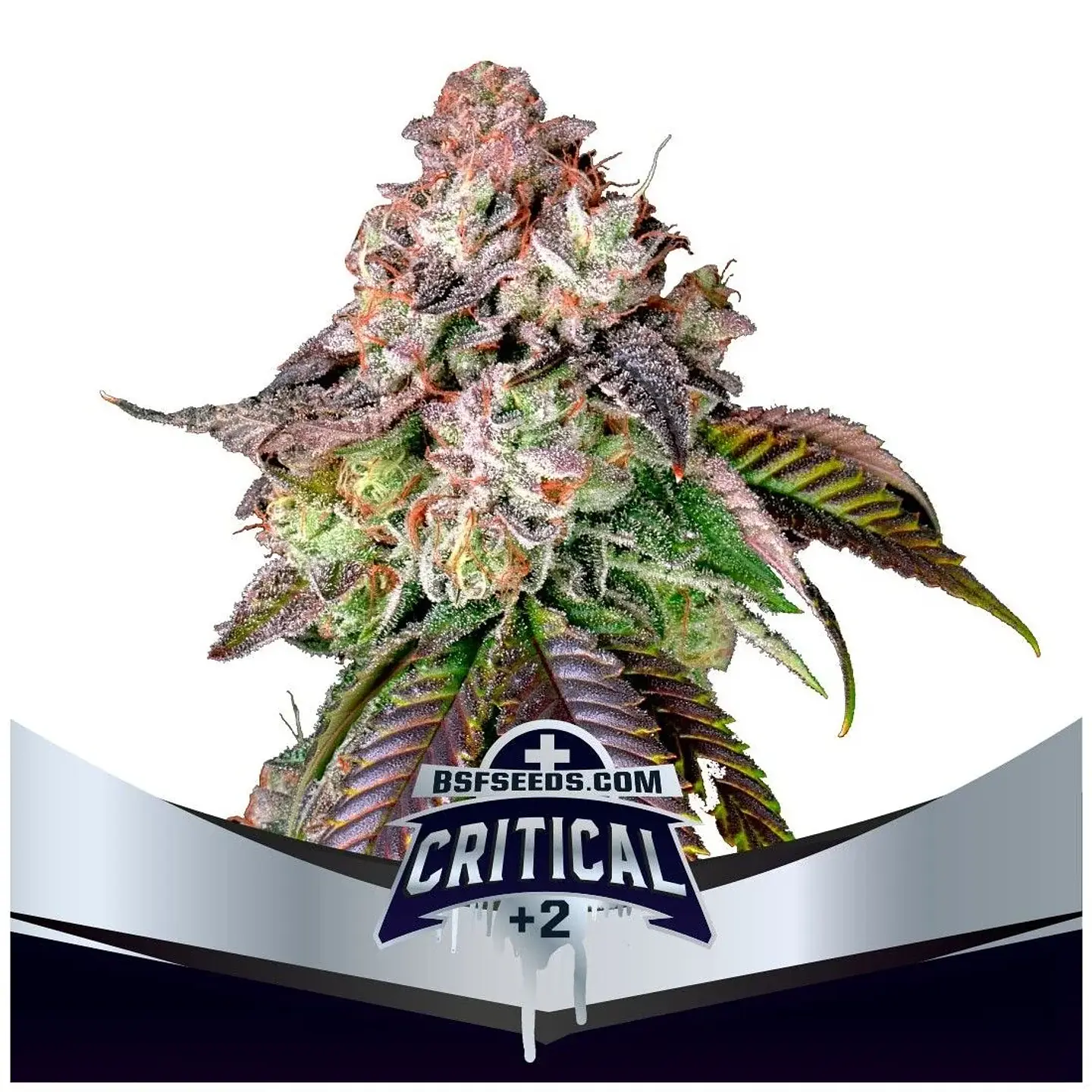 Critical +2 Fem -Bsf (X4/X2) 1