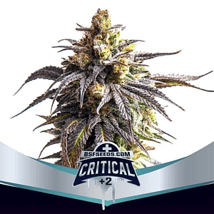 Critical +2 Xxl Auto X2-Bsf